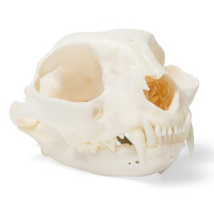 고양이 두개골 Cat Skull Specimen T300201 [1020972]