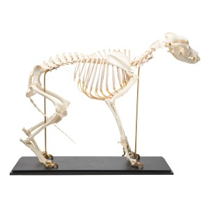 개 골격 모형 Dog Skeleton (Canis lupus familiaris) Size L Specimen T300091L [1020989]