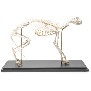 고양이 골격 모형 Cat Skeleton (Felis catus) Flexibly Mounted Specimen T300391[1020970]
