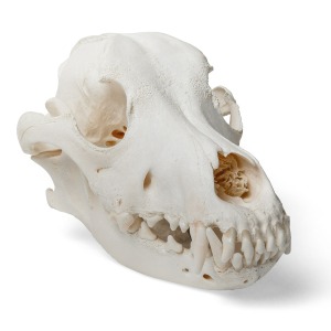 개 두개골 Dog Skull (Canis lupus familiaris) Size L Specimen T30021L [1020995]