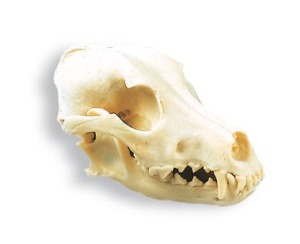 개 두개골 모형 Dog Skull (Canis lupus familiaris) Replica W19010 [1005104]