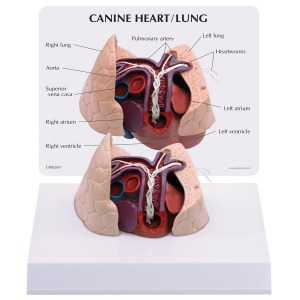 개과 심장 폐 모형 Canine Heart and Lung Model 1019586 [W33376]