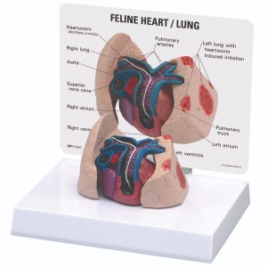 고양잇과 심장 폐 모형 Feline Heart And Lung Model W33375 [1019584]