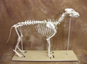 개 전신골격모형, 대형 anine Anatomical Skeleton Large (Bosley Dog) Mounted 3016731