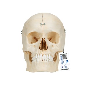 실제 뼈와 유사한 조직으로 제작한 두개골 모형, 6 파트 BONElike™ Human Bony Skull Model, 6 part A281 [1000062]