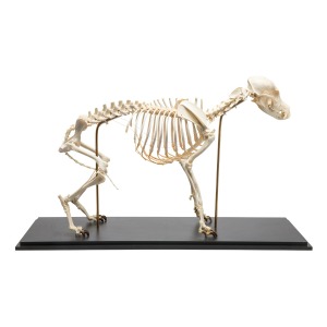 개 모형 Dog Skeleton (Canis lupus familiaris) 중간크기 Size M Specimen T300091M[1020988]