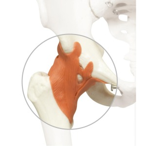 Spare hip ligament for A12, A12/1, A13 and A13/1 - XA019 [1020650]