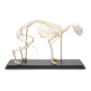 고양이 모형 Cat Skeleton (Felis catus) Specimen T300281 [1020969]