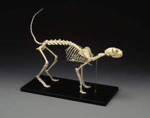 고양이 전신골격모형 Complete Cat Skeleton, Mounted 3016732