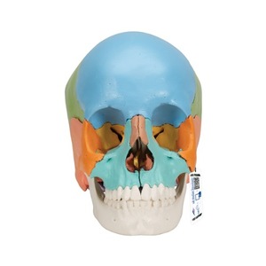 [특별할인] 성인 두개골 교육용 채색 모형, 22파트 Beauchene Adult Human Skull Model - Didactic Colored Version, 22 part A291 [1023540]