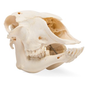 양 두개골 모형(암컷) Domestic Sheep Skull Female Specimen T300181F [1021028]