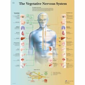 자율신경계 차트 The Vegetative Nervous System Chart VR1610L [1001582]