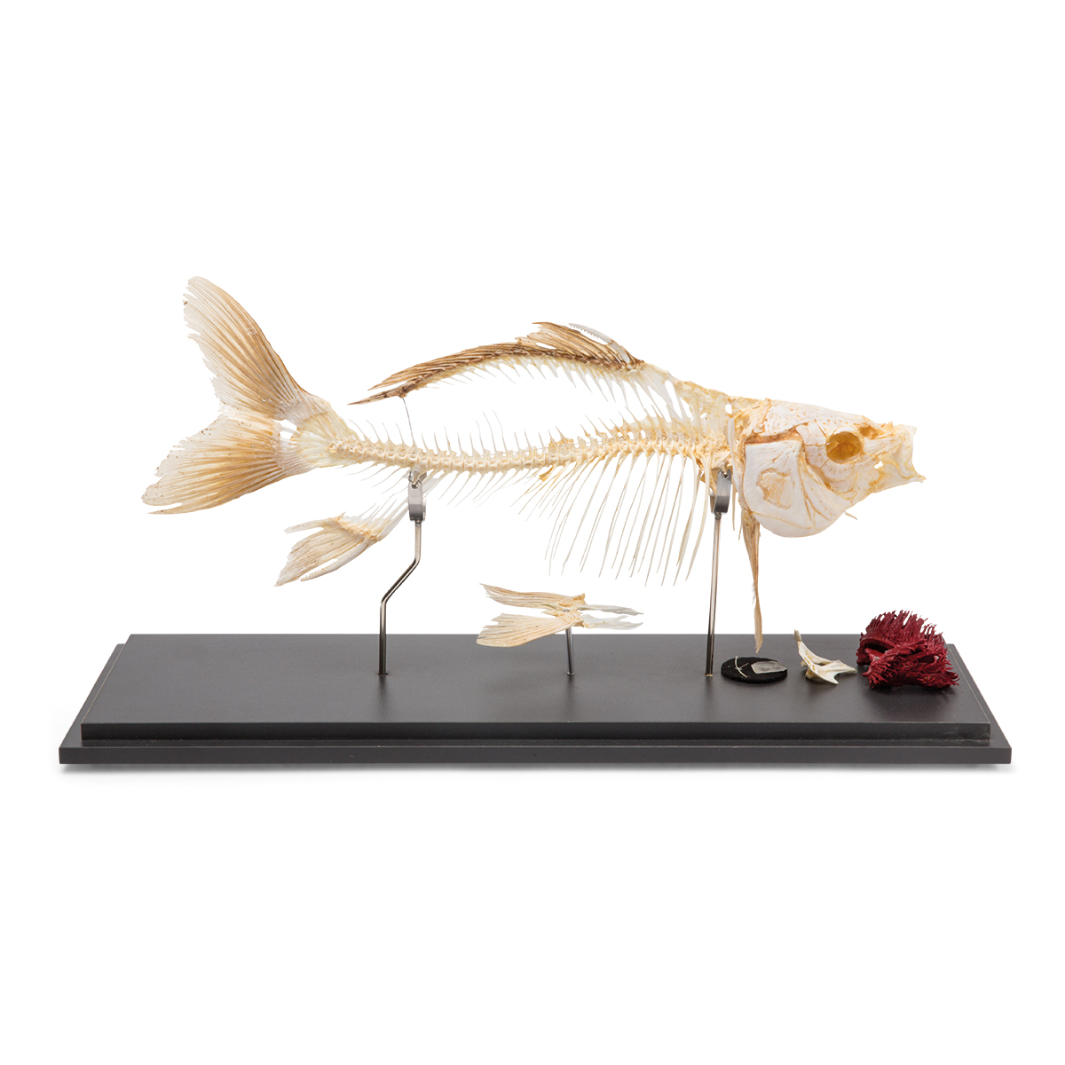 잉어 골격 모형 Carp Skeleton (Cyprinus carpio) Specimen T300011 [1020962]