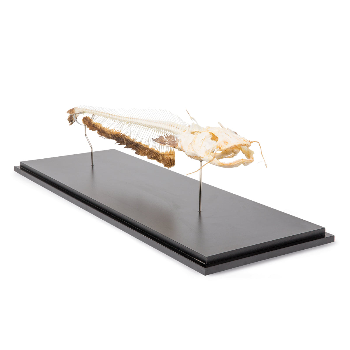 메기 골격 모형 Skeleton of European Catfish (Silurus glanis) Specimen T300461 [1020964]