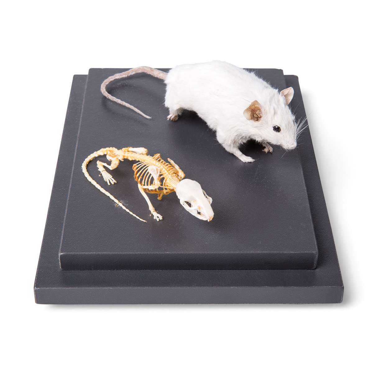 쥐 골격 모형 Mouse and Mouse Skeleton (Mus musculus) in Display Case Specimens T310011 [1021039]