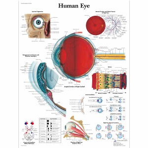 안구 차트 Human Eye Chart VR1226L [1001496]