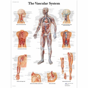 혈관계 차트 The Vascular System Chart VR1353L [1001528]