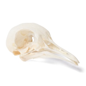 비둘기 두개골 모형 Pigeon Skull (Columba livia domestica) Specimen T30071 [1020984]