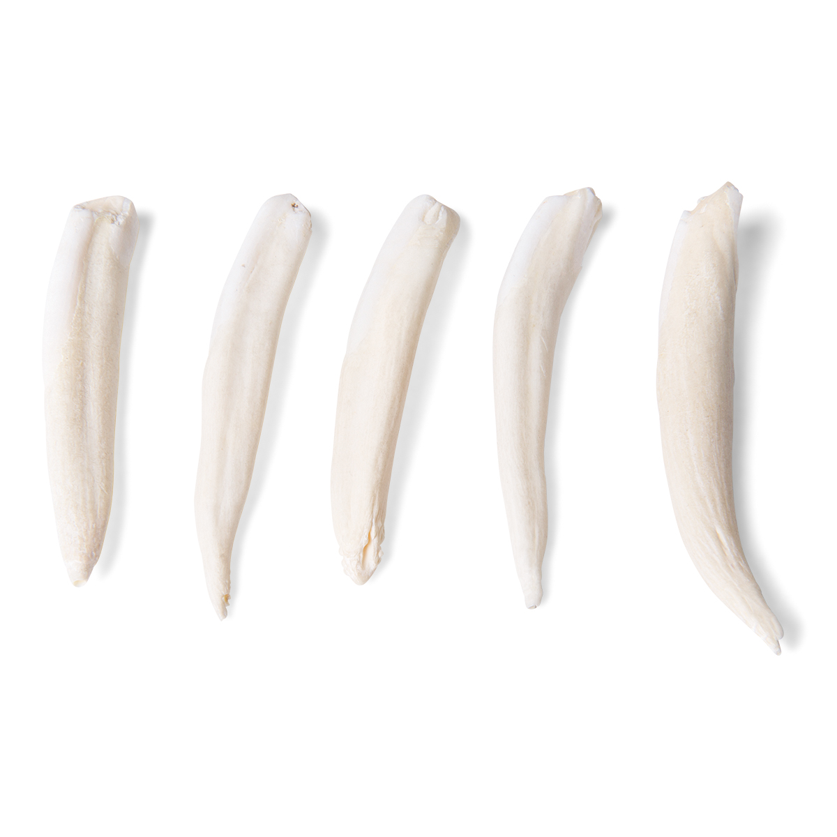 포유류 이빨 Tooth Types of Different Mammals (Mammalia) T300291 [1021044]