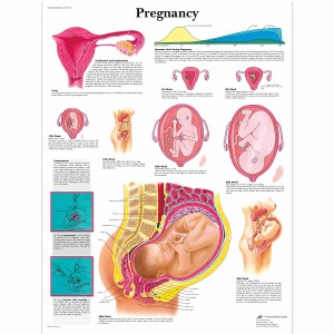 임신 차트 Pregnancy Chart VR1554L [1001572]