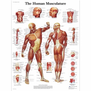 인체 근육 차트 Human Muscle Chart VR1118L [1001470]