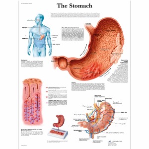 위 차트 The Stomach Chart VR1426L [1001546]