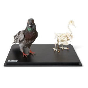 비둘기 모형과 골격 모형 Pigeon and Pigeon Skeleton in Display Case Specimens T310051 [1021040]