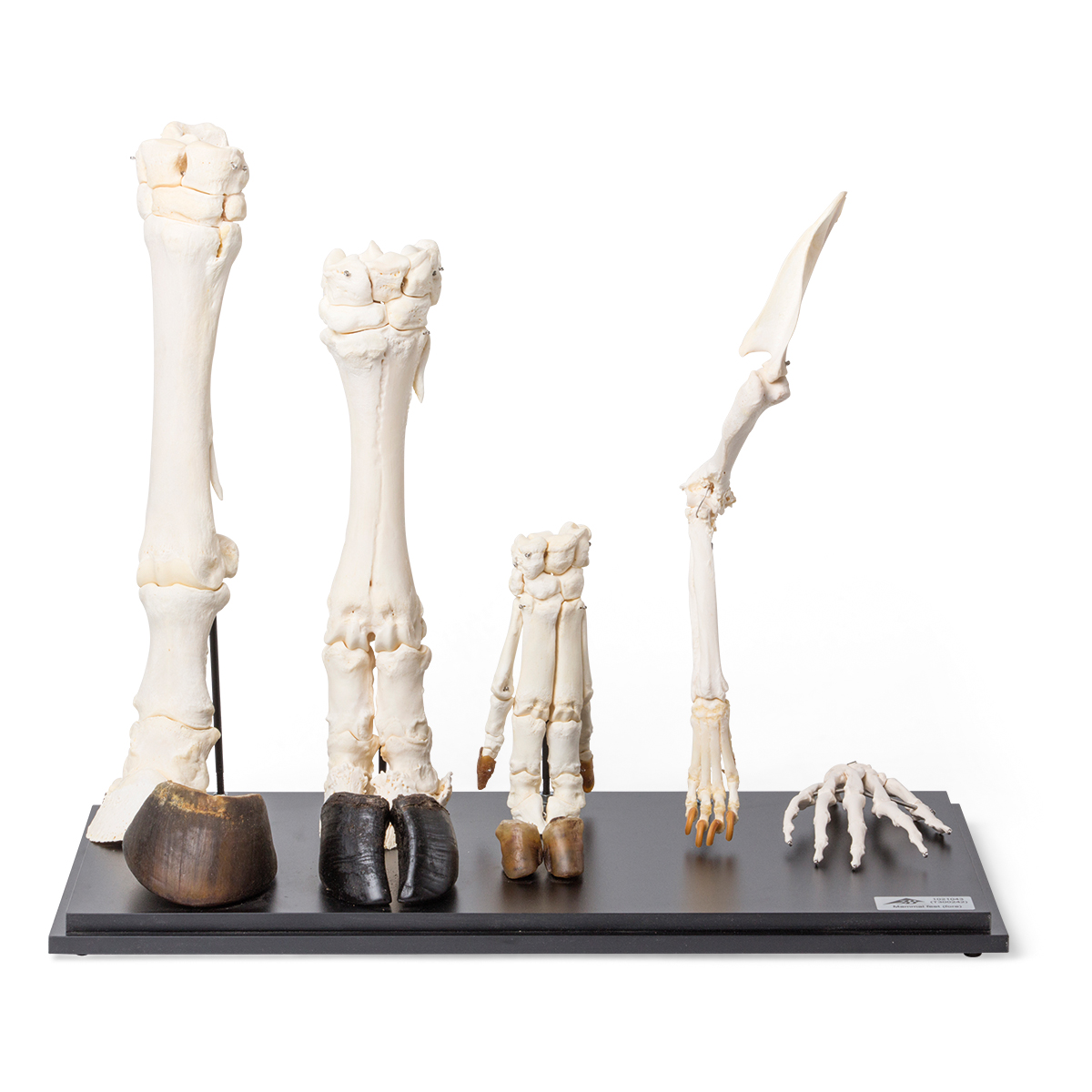 포유류 앞다리 모형 Front Legs of Different Mammals (Mammalia) T300242 [1021043]