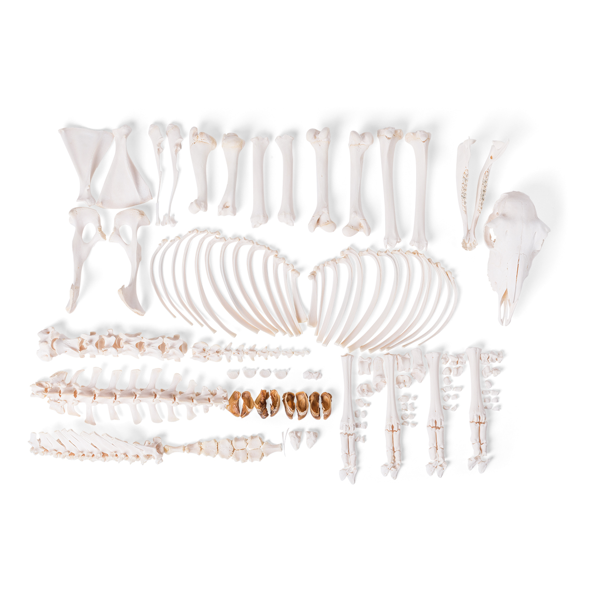 양 암컷 전신분리골격 Sheep skeleton (Ovis aries), female, disarticulated T300361FU [1021026]