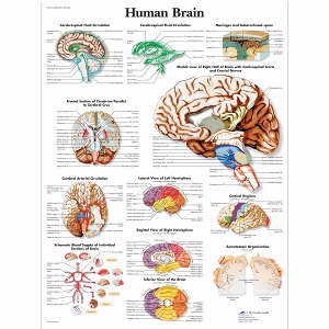 뇌 차트 Human Brain Chart VR1615L [1001584]