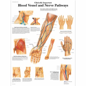 임상적으로 중요한 혈관 및 신경 경로 차트 Clinically Important Blood Vessel and Nerve Pathways Chart VR1359L [1001530]