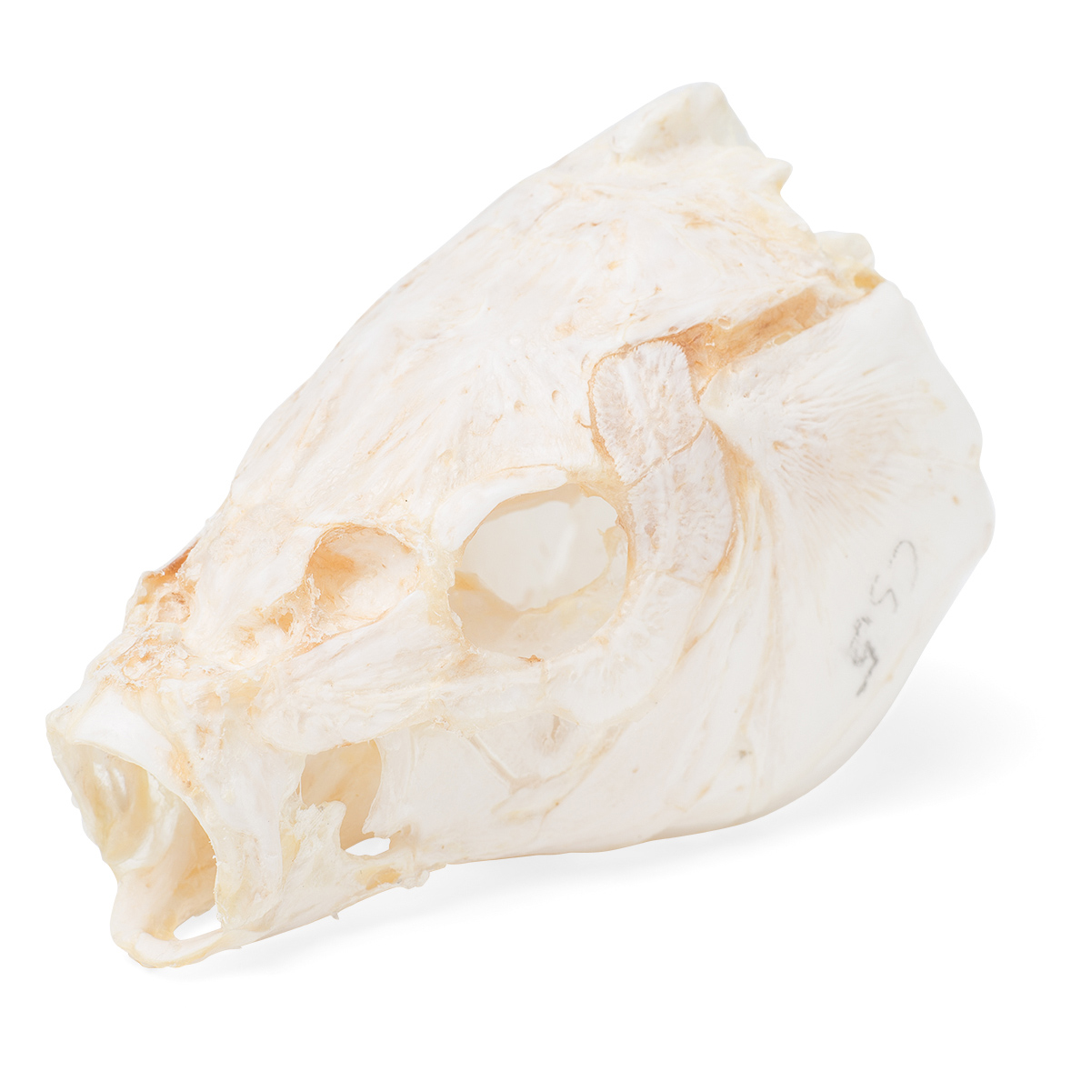 잉어 머리뼈 모형 Carp Head (Cyprinus carpio) Specimen T30010 [1020963]