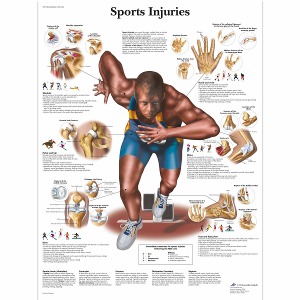 스포츠 부상 차트 Sports Injuries Chart VR1188L [1001494]