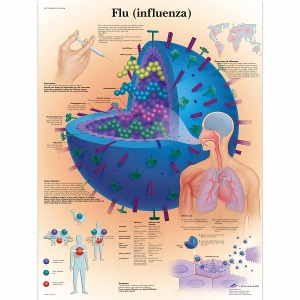 독감 차트 Flu (Influenza) Chart VR1722L [1001608]