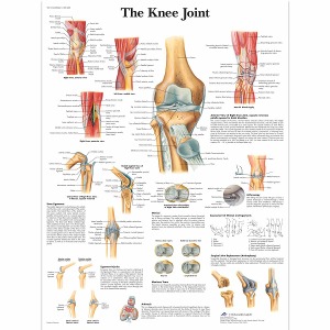 무릎 관절 차트 Knee Joint Chart VR1174L [1001488]