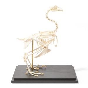 닭 모형 Chicken Skeleton (Gallus gallus domesticus) Specimen T300021 [1020966]