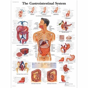 소화기 차트 The Gastrointestinal System Chart VR1422L [1001542]