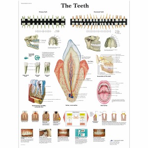 치아 차트 The Teeth Chart VR1263L [1001510]