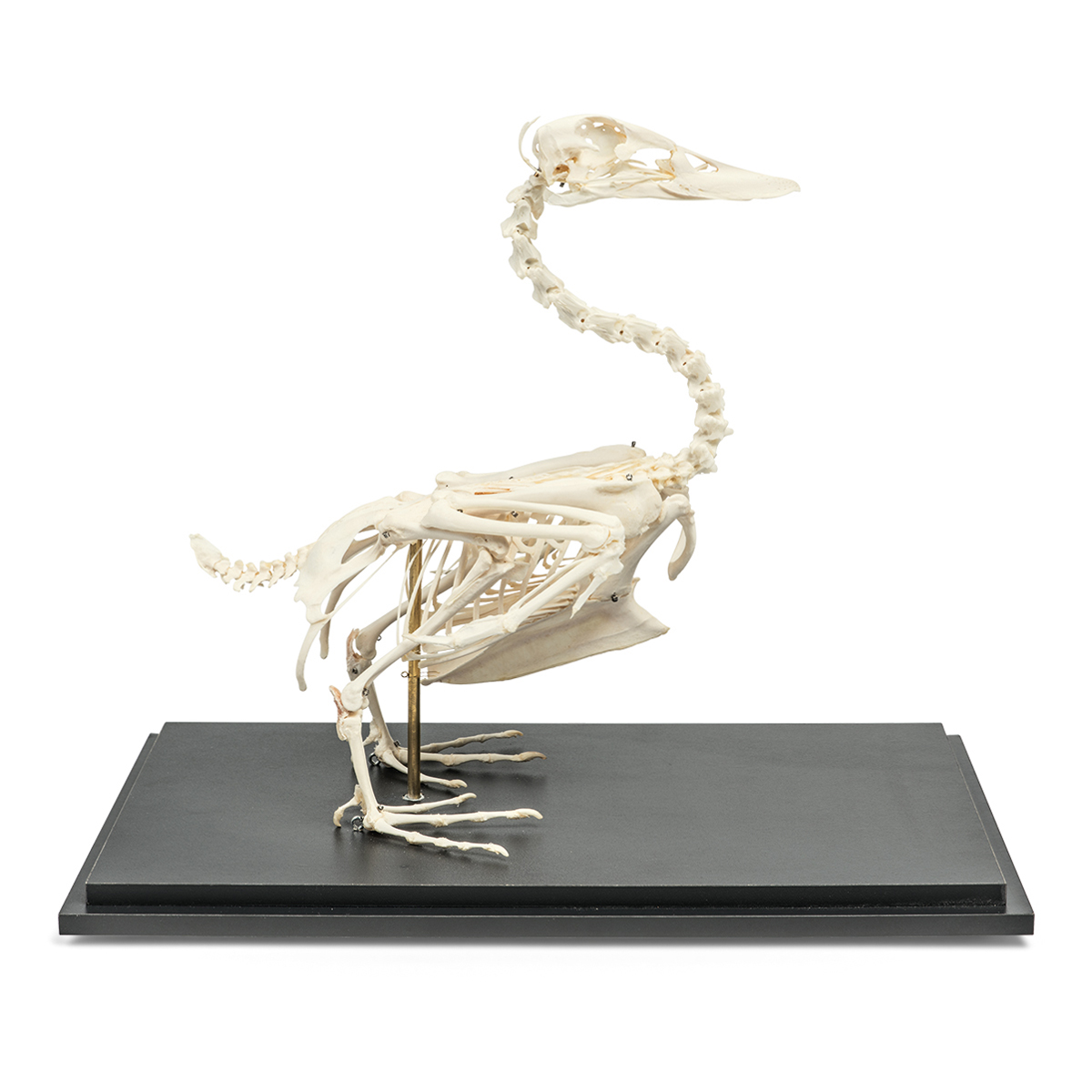 오리 골격 모형 Duck Skeleton (Anas platyrhynchos domestica) Specimen T300351 [1020979]