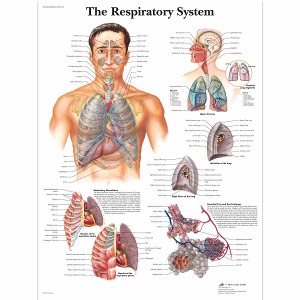 호흡기계차트 The Respiratory System Chart VR1322L [1001516]