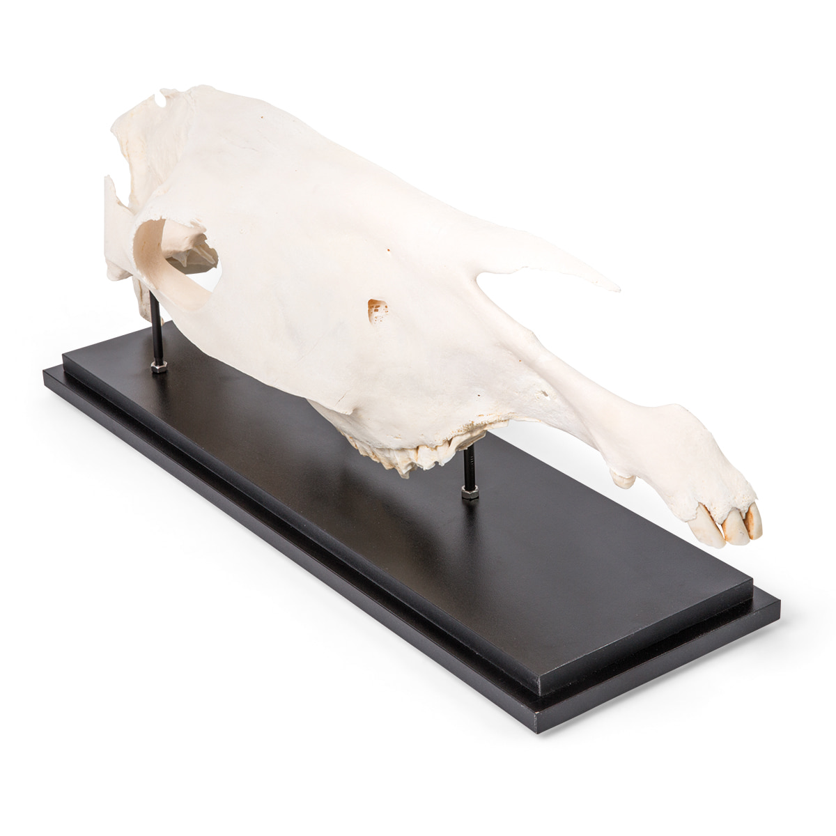 말 두개골 모형(반절) Half Horse Skull (Equus ferus caballus) Specimen T300172 [1021008]