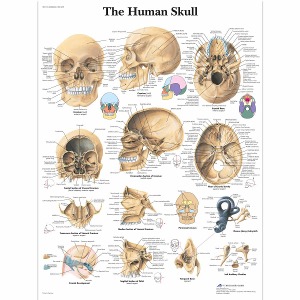 두개골 차트 Human Skull Chart VR1131L [1001478]
