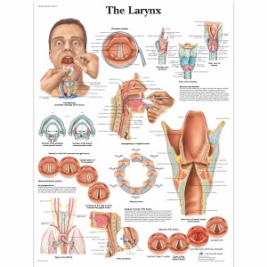 후두 차트 The Larynx Chart VR1248L[1001502]