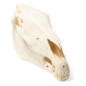 말 두개골 모형 Horse Skull (Equus ferus caballus) Specimen T300171 [1021006]