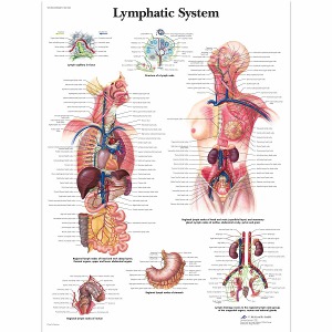 림프계 차트 Lymphatic System Chart VR1392L [1001540]