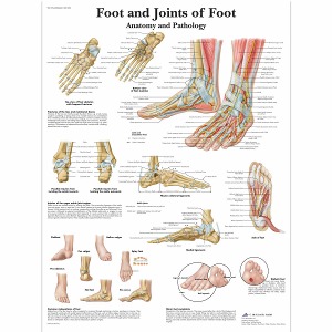 발 및 발관절 차트 Foot and Joints of Foot Chart VR1176L [1001490]