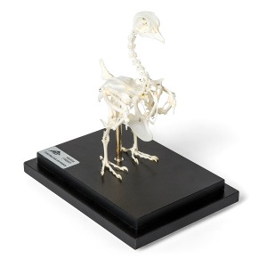 비둘기 골격 모형 Pigeon Skeleton (Columba livia domestica) Specimen T300071 [1020982]
