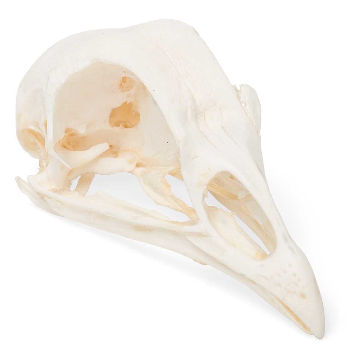 닭 두개골 모형 Chicken Skull (Gallus gallus domesticus) Specimen T30070 [1020968]