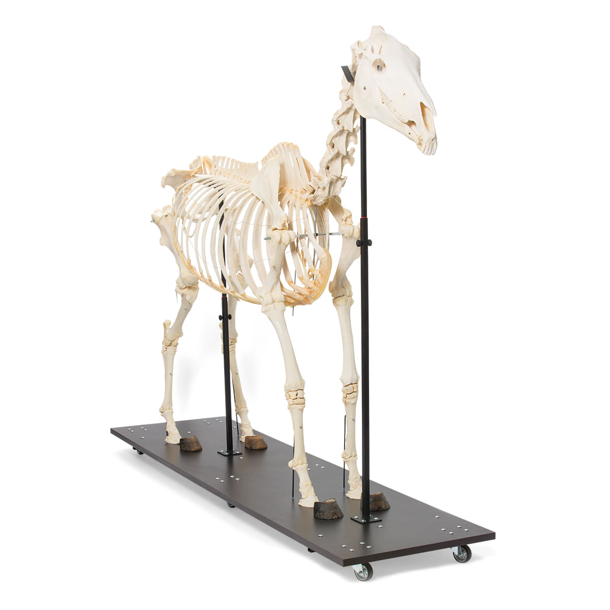 말 골격 모형(암컷) Horse Skeleton (Equus ferus caballus) Female Specimen T300141f [1021002]
