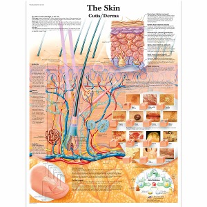 피부 차트 The Skin Chart VR1283L [1001512]